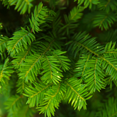 Organic Silver Fir essential oil